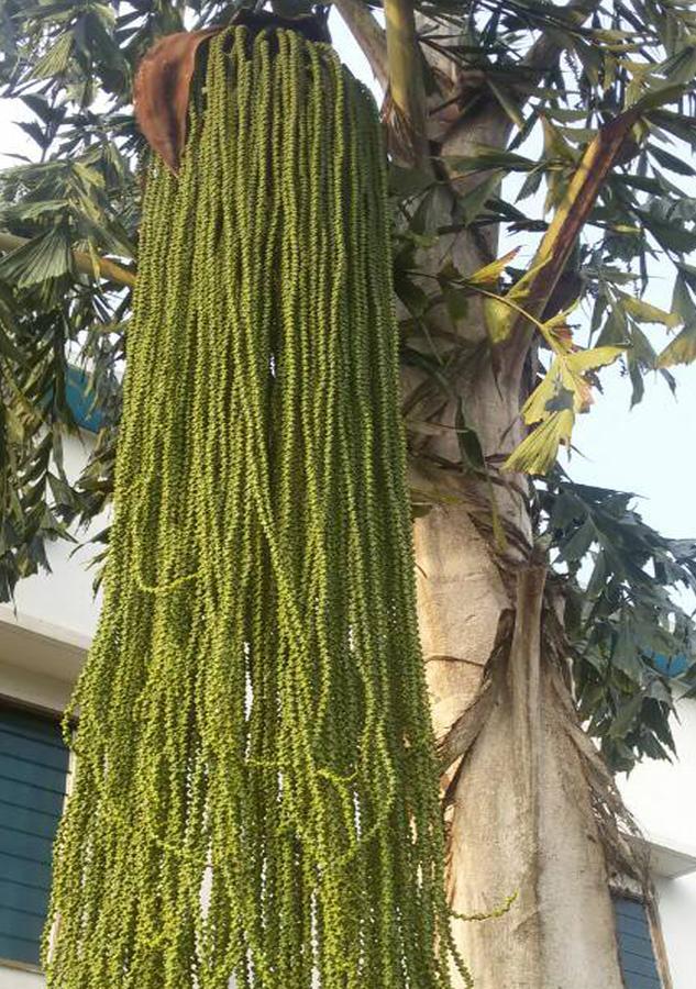 فنادق ريزيدنسز إيزي كوتونو المظهر الخارجي الصورة